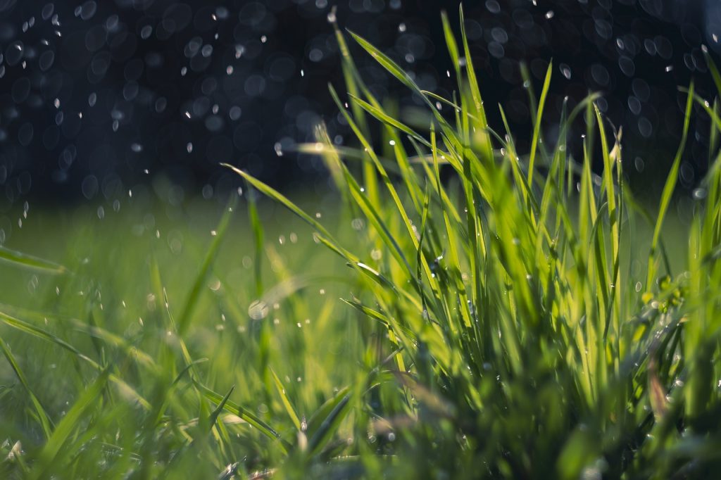 Is het mogelijk het hele jaar door graszoden te leggen