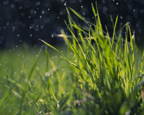 Is het mogelijk het hele jaar door graszoden te leggen