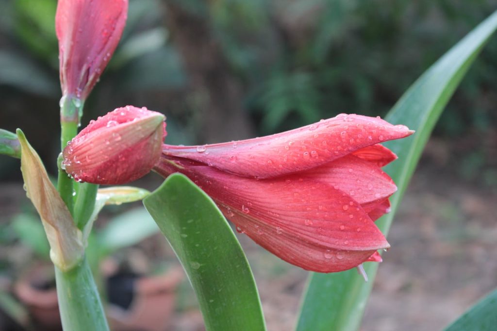 Wat te doen bij een amaryllis bol overhouden