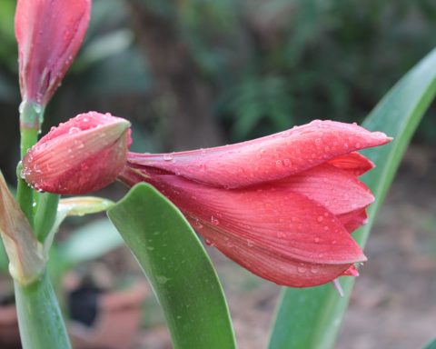 Wat te doen bij een amaryllis bol overhouden