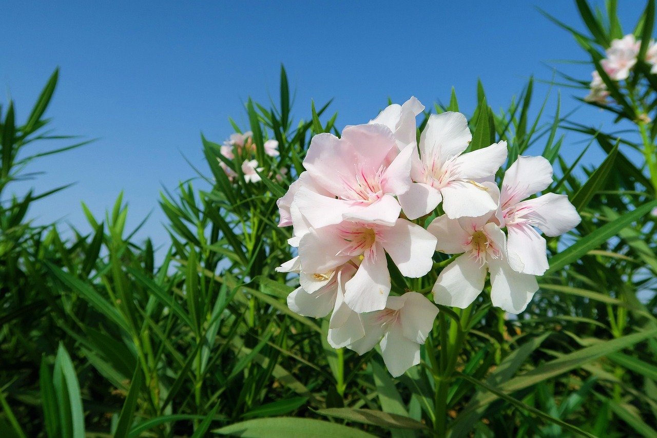 Oleander snoeien Wanneer, Welke maand en hoe moet het