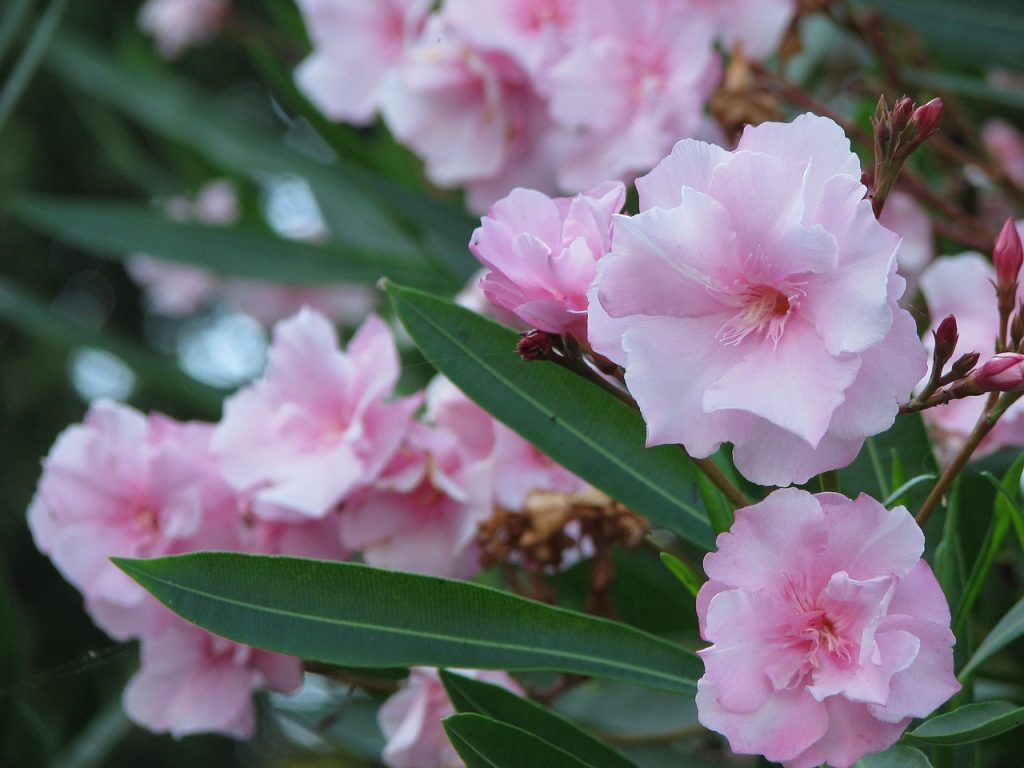 Hoe kun je een oleander goed laten overwinteren