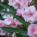 Hoe kun je een oleander goed laten overwinteren