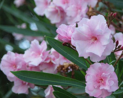 Hoe kun je een oleander goed laten overwinteren