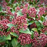 Skimmia Snoeien Alle tips die je nodig hebt