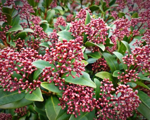 Skimmia Snoeien Alle tips die je nodig hebt