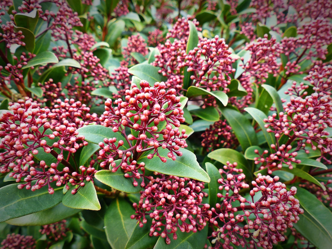 Skimmia Snoeien Alle tips die je nodig hebt