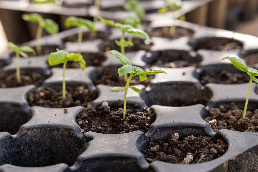 Zelf vloeibare plantenvoeding maken