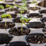 Zelf vloeibare plantenvoeding maken