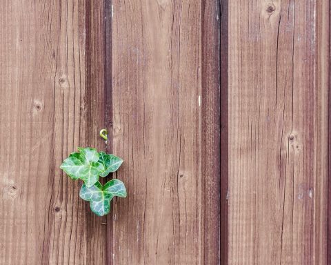 Een sterke tuin begint bij de juiste houtkeuze
