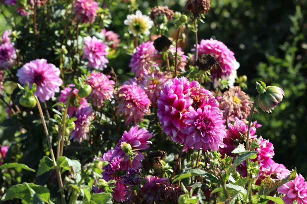 Roze dahlia's in bloei in de tuin