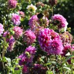 Roze dahlia's in bloei in de tuin