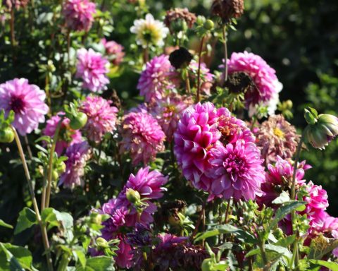 Roze dahlia's in bloei in de tuin