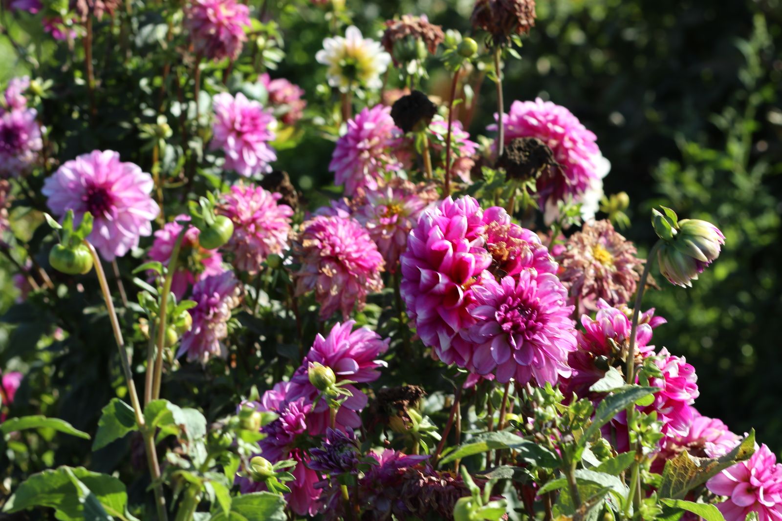 Roze dahlia's in bloei in de tuin