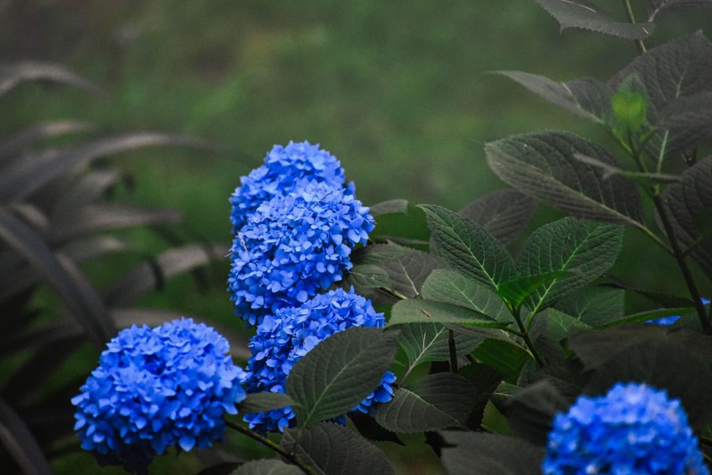 Blauwe hortensia in bloei