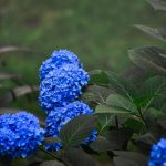 Blauwe hortensia in bloei