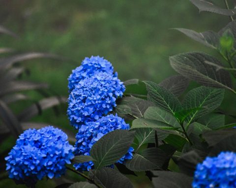 Blauwe hortensia in bloei