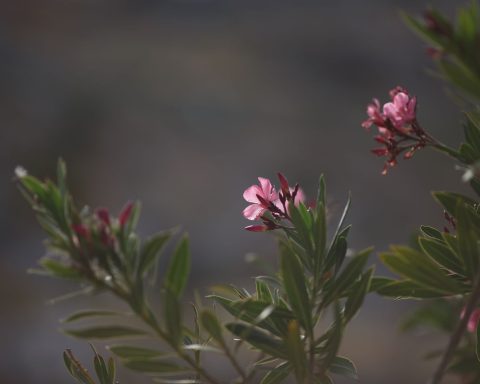 Oleander met roze bloemen en groene bladeren