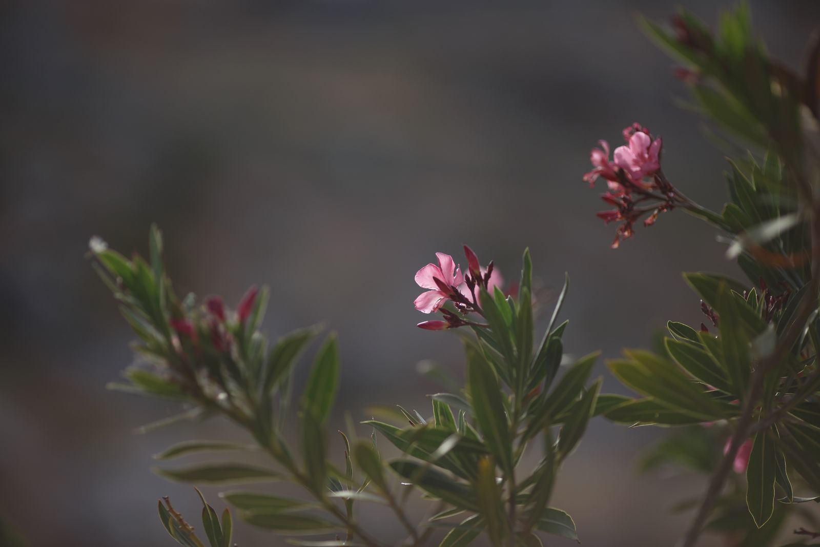 Oleander met roze bloemen en groene bladeren