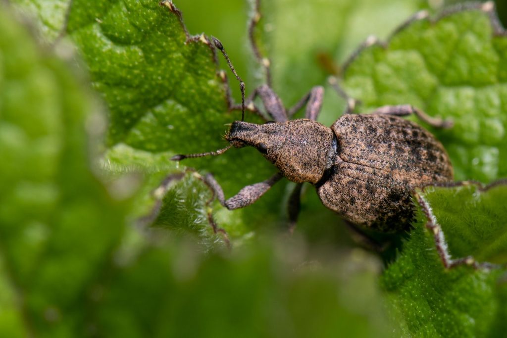 Snuitkever op een aangevreten blad